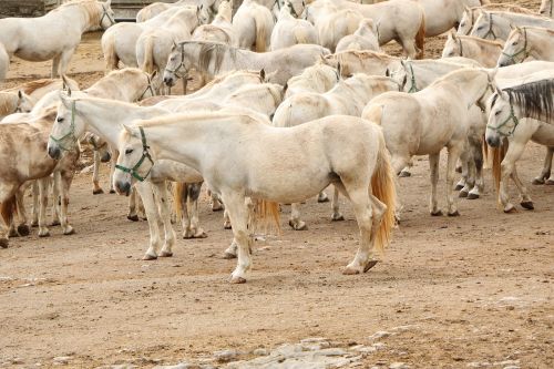 horses herd lipizzan