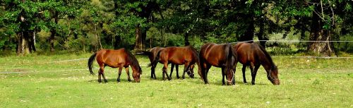 horses herd nature