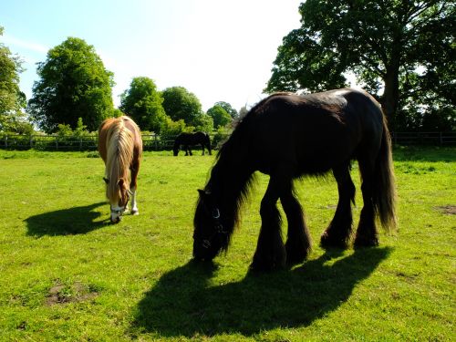 horses pasture ryedale
