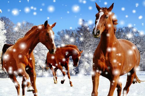 horses coupling winter