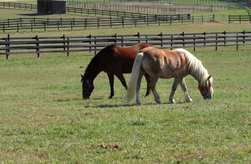 horses field pasture