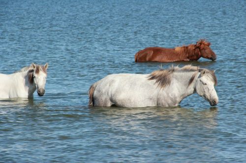 horses lake swimming