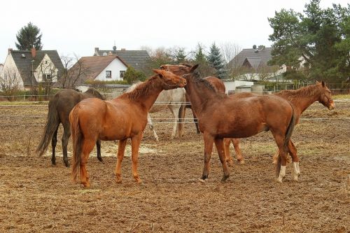 horses pasture paddock