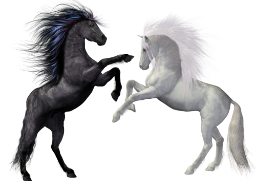 horses black white