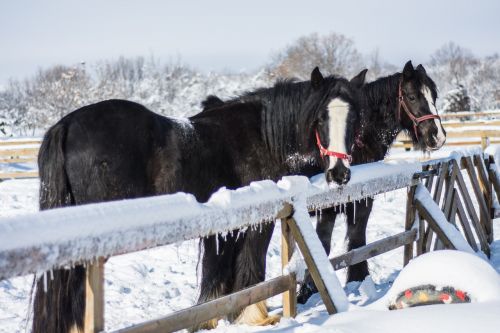 horses winter snow