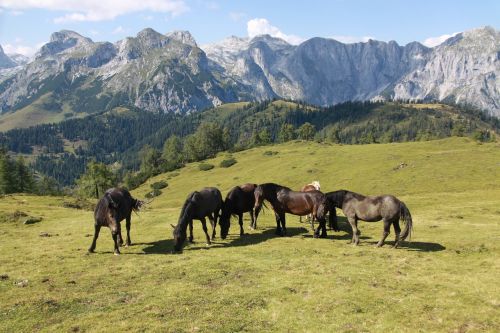 horses mountains alm