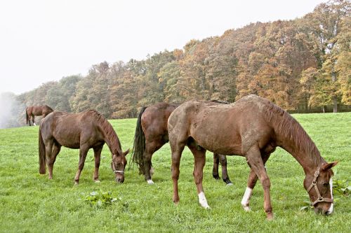 horses pasture brown