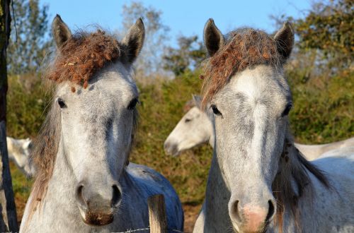 horses animals mane