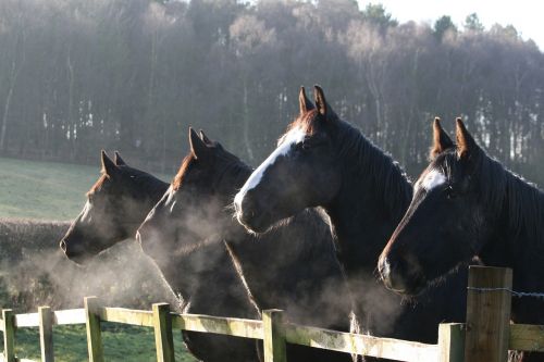 horses fence field