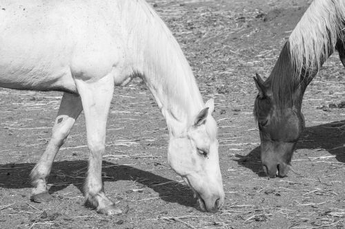 horses black and white monochrome