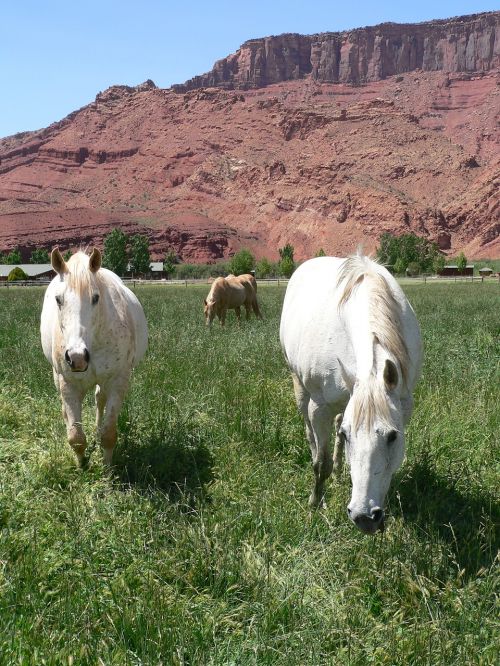 horses grazing colorado