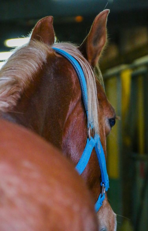 horses stables equestrian
