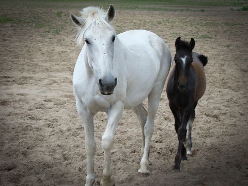 horses horse brown horse