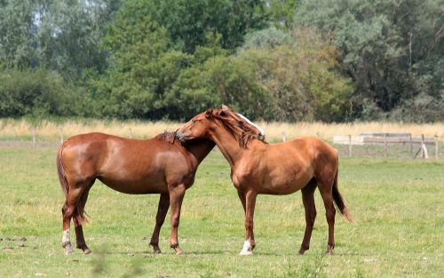 horses embracing affectionate