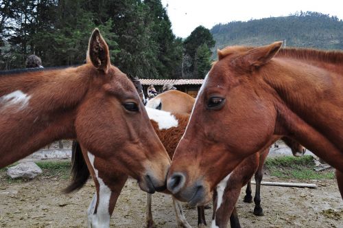 horses head animal