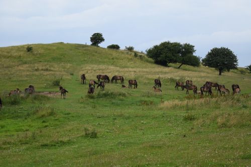 horses grass green