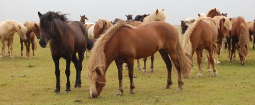 horses iceland meadow