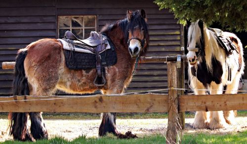 horses rest saddle