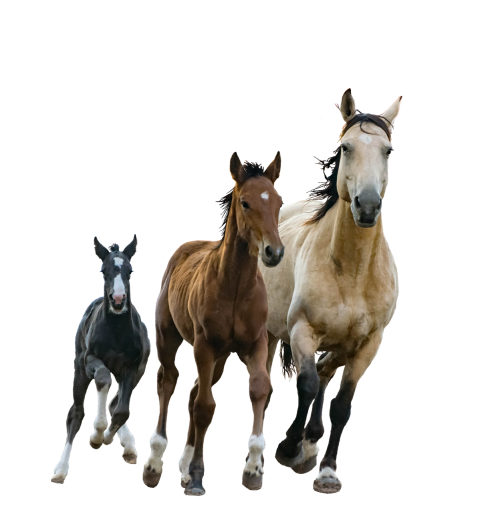 horses mare foals