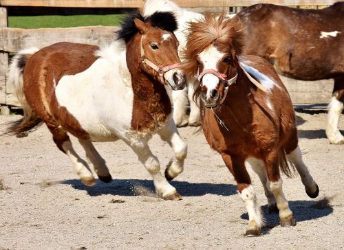 horses play funny