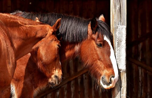 horses friendship horse stable