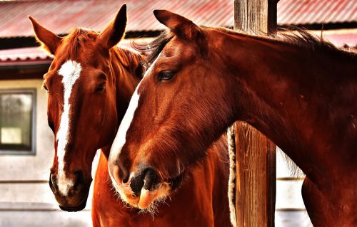 horses friendship horse stable