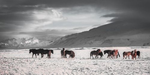 horses winter outdoors