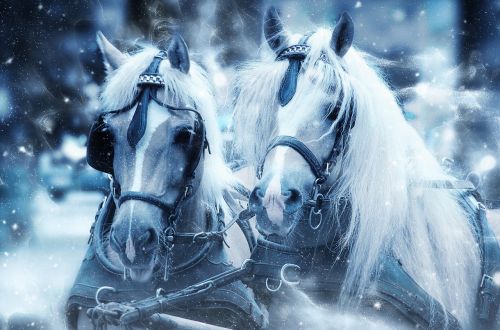 horses snow head