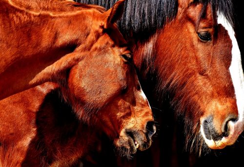 horses friendship horse stable