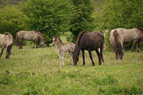 horses konikspaarden foal