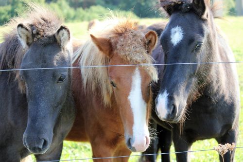 horses wildlife photography horse head