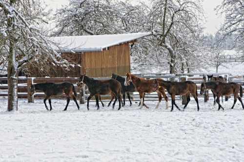 horses animals horse group