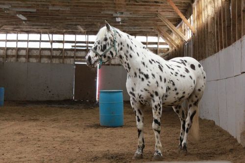 horses field stable