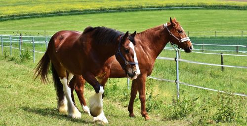 horses coupling for two