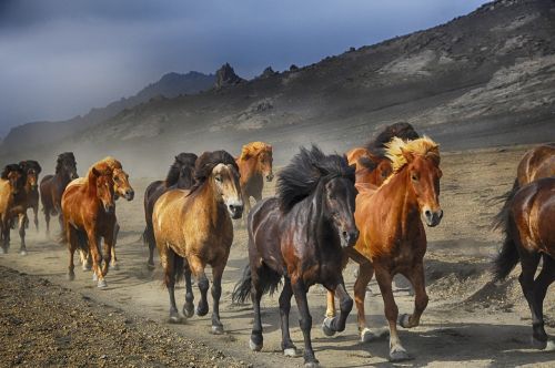 horses stampede nature