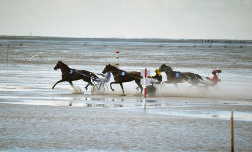 horses watts race north sea
