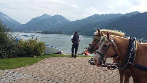 horses lake landscape