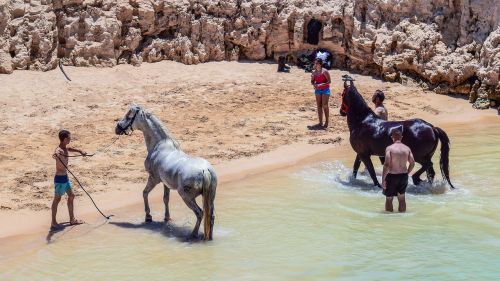 horses taking bath bathing
