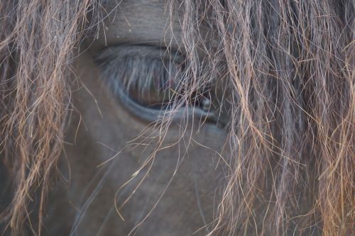 horses mane horse head