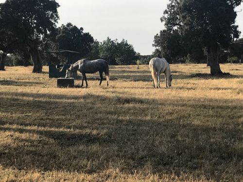 horses field castile and leon