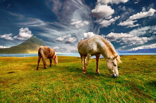 horses landscape nature