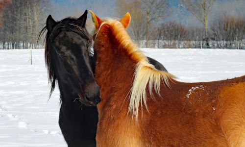 horses love horse head