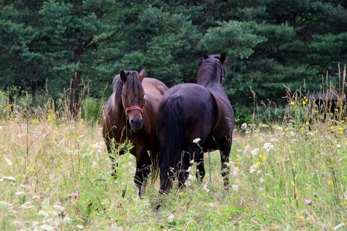 horses nature grass