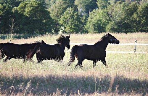 horses hage summer