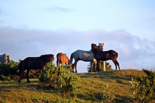 horses summer evening nature