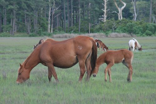 horses travel nature