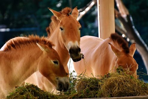 horses feeding eat