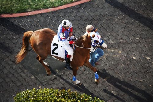 horses horse racing racetrack