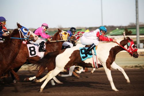 horses horse racing racetrack