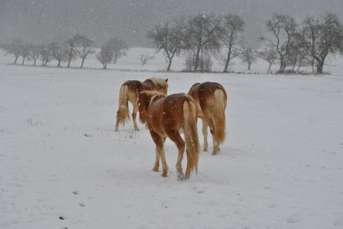 horses haflinger winter